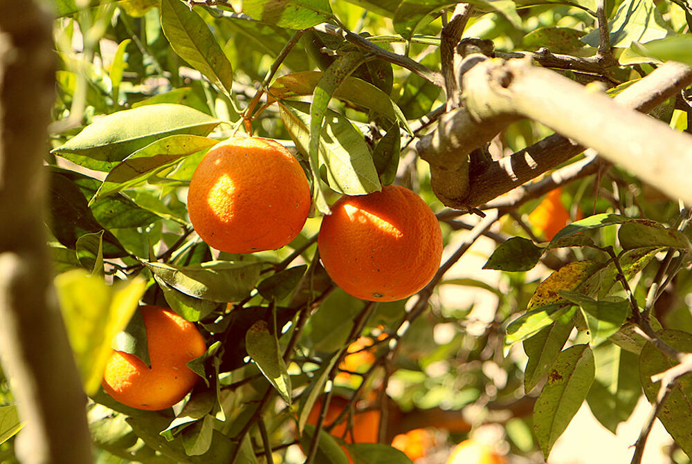 Frische Orangen in Italien