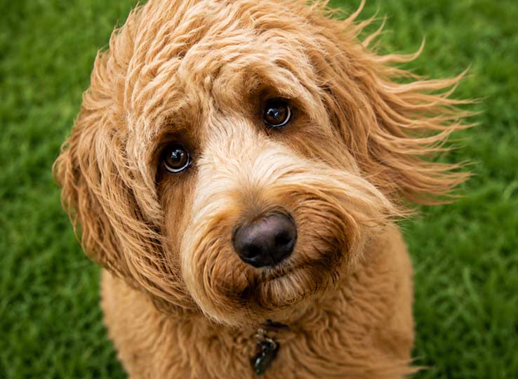 So sehr wir Hunde lieben: Auf dem angrenzenden Campingplatz Hindeloopen sind Hunde leider nicht erlaubt. Wir bitten um Verständnis, dass wir aus Rücksicht auf die besonderen Regeln vor Ort keine Ausnahmen machen können. Vielen Dank für euer Verständnis.