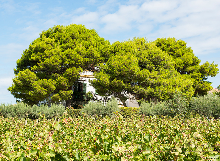 Destinazione viaggio Sicilia - Vajarassa Baglio Villa con grandi alberi e vigneto, perfetto per vacanze kitesurf